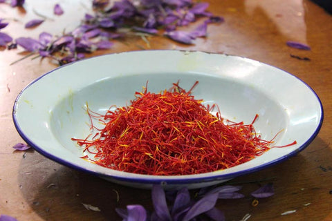 Harvesting Saffron in Spain 